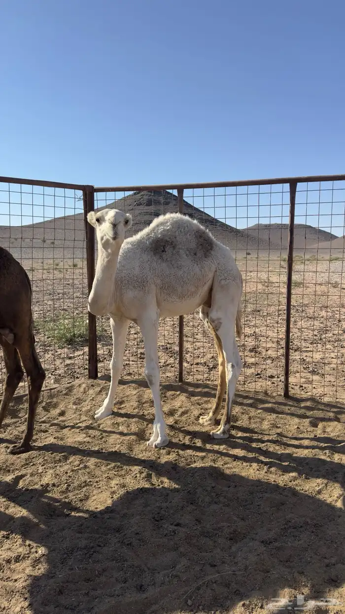 قعود للبيع 1