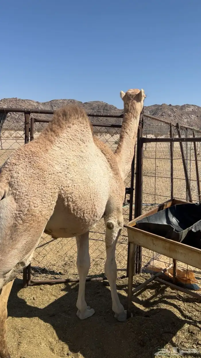 للبيع حاشي مفرود ناهي 1