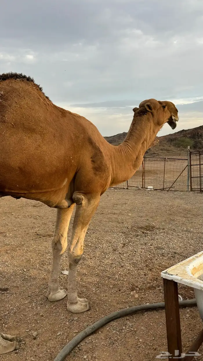 للبيع بعير احمر 0