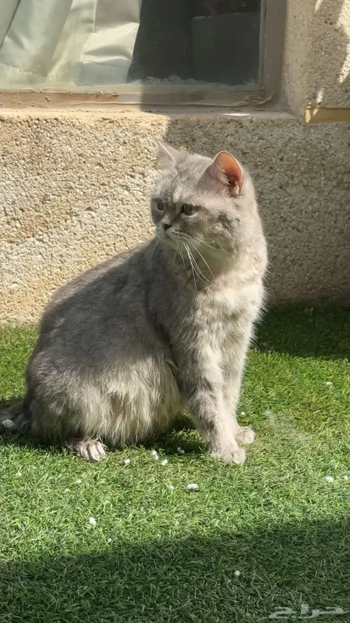 انثى سكوتش للبيع 0