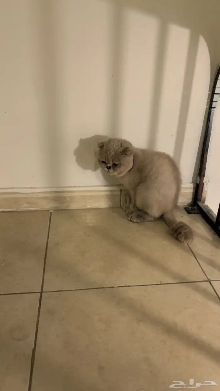 قطو سكوتش للتبني 3