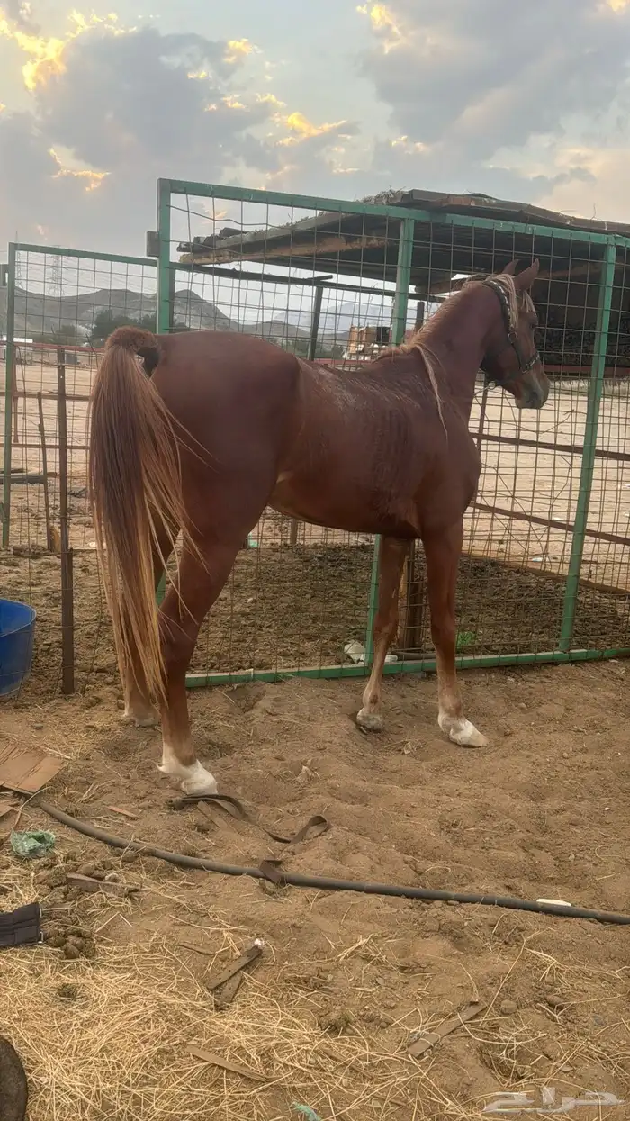 البيع حصان شعبي شيخ 9