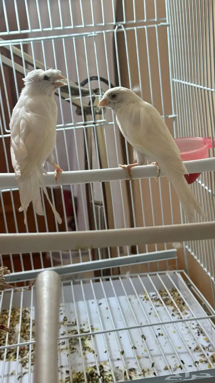 جوز كناري سوري 3