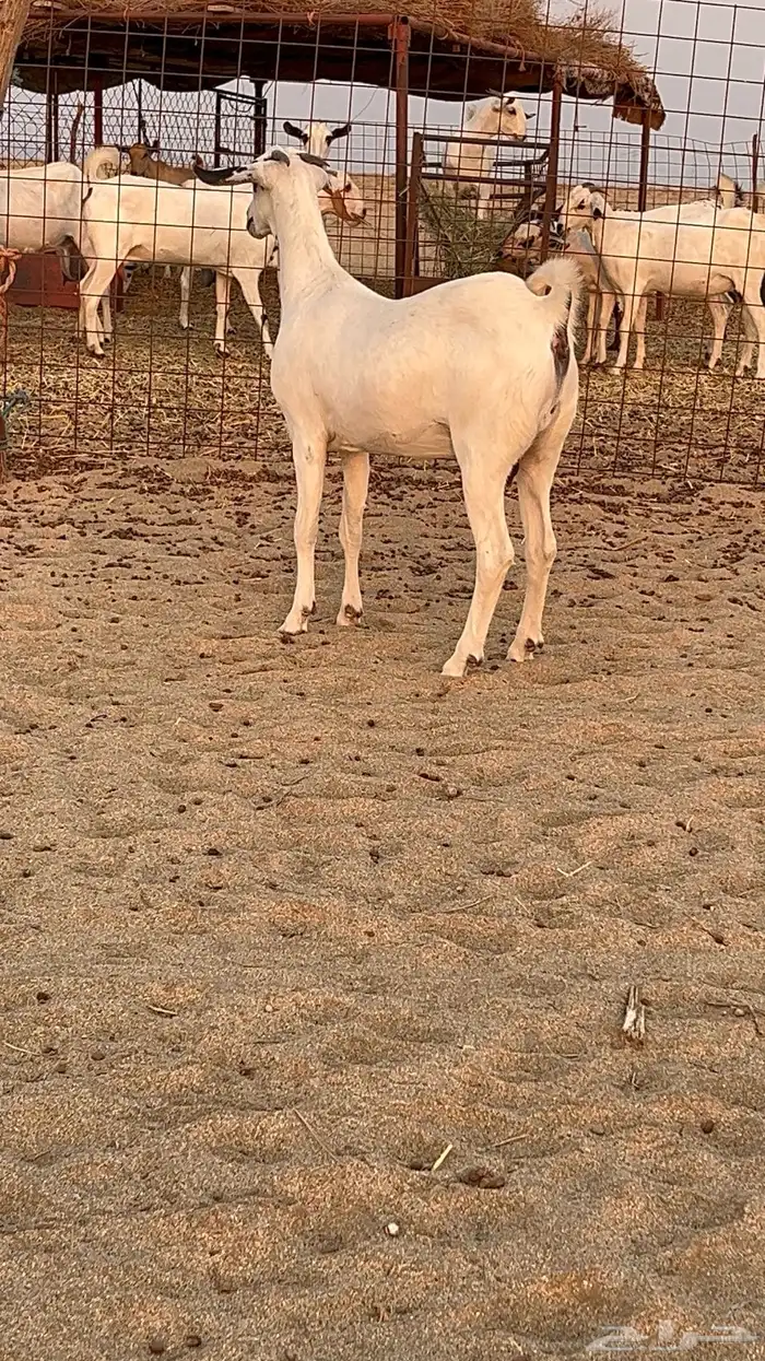 جفره بيشيه 1