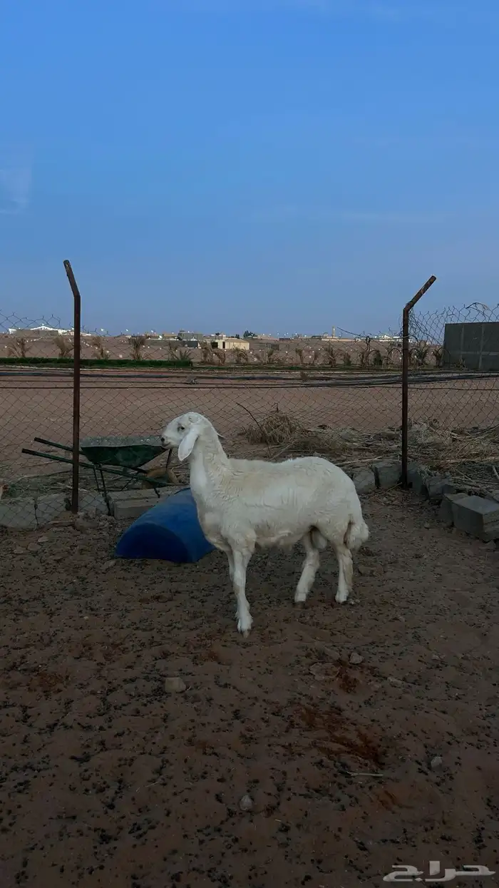 فحل حري فاخر 2