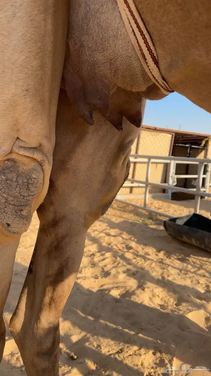 خلفه ثنو هديه فالحليب و شكل وسلالة 2