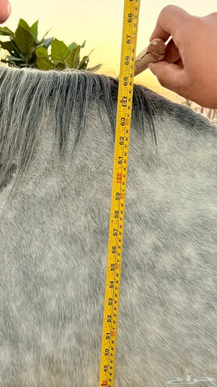 حصان انقليزي 2