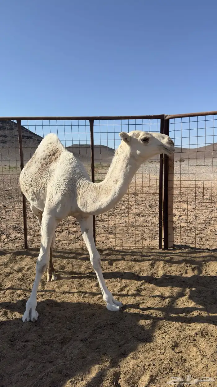 قعود للبيع 0