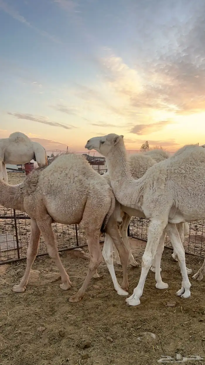 4 قعدان عدلات وطيبات 1