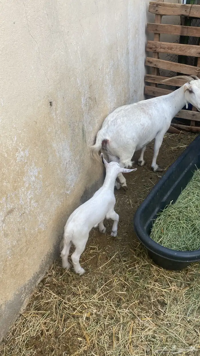 ما عز قزمي معها جفرة 2