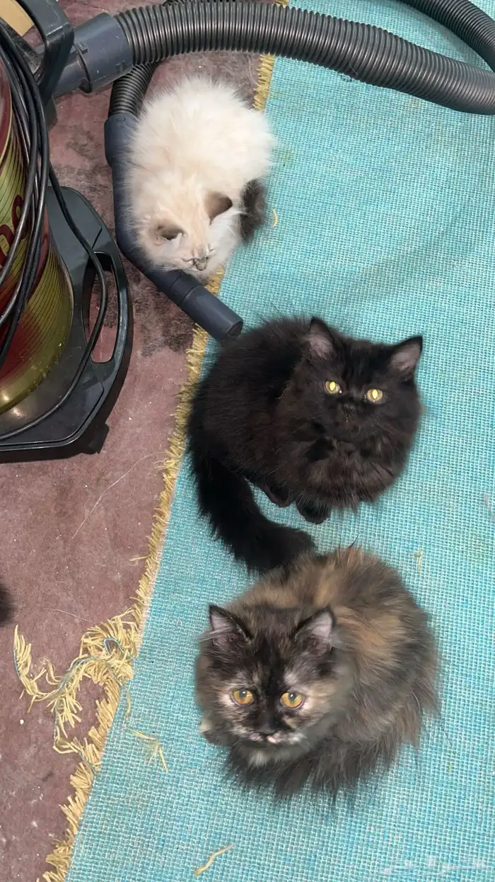 شيرازي العمر ثلاثة شهور إلى خمسة شهور واحد 450 1