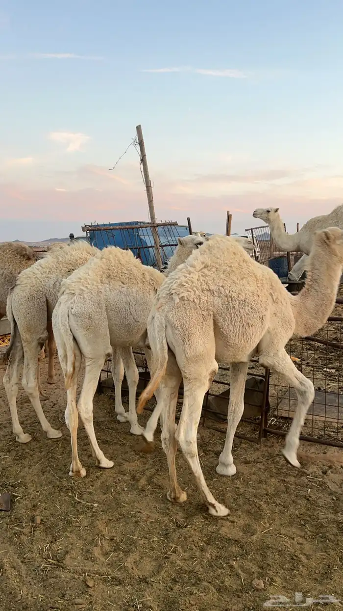 4 قعدان عدلات وطيبات 0