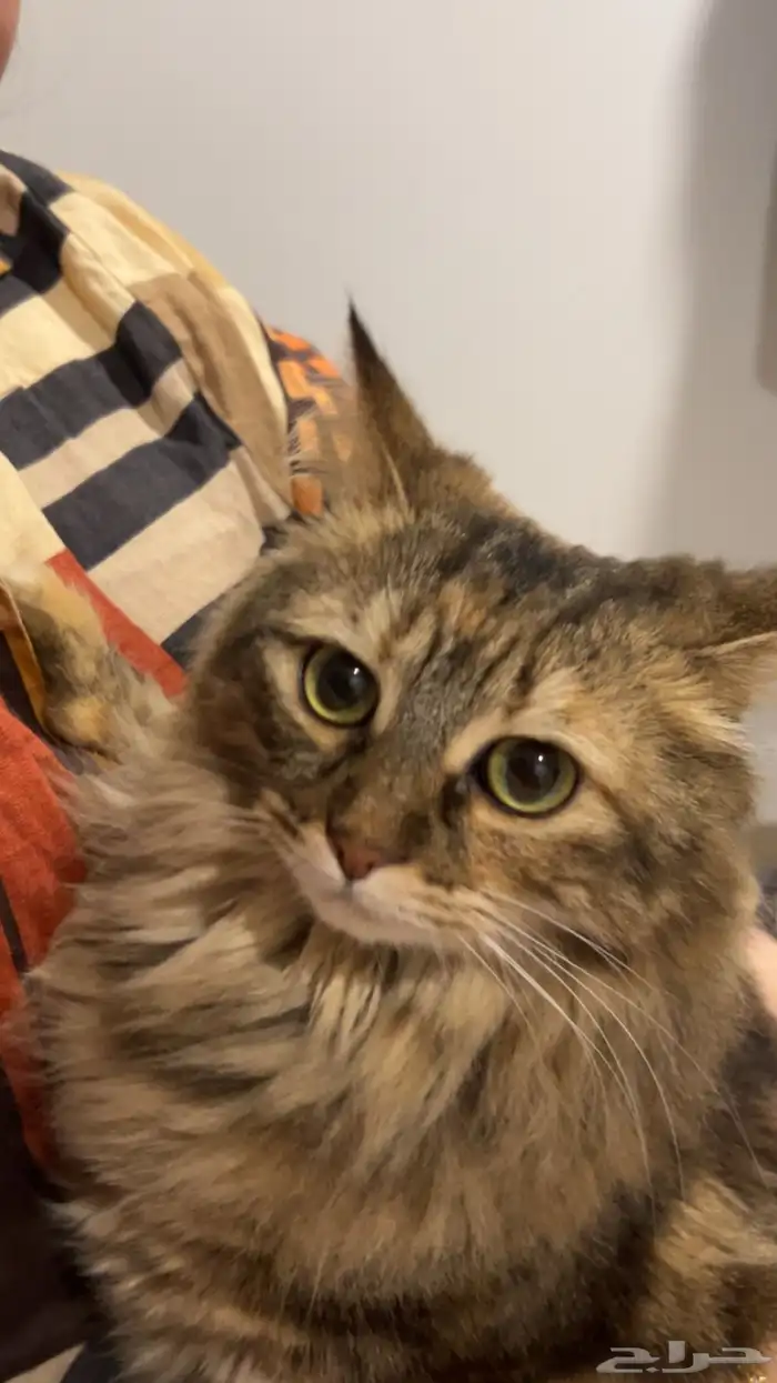 قطة مفقوده بالجبيل جلموده اللي يلقاها يتواصل 4