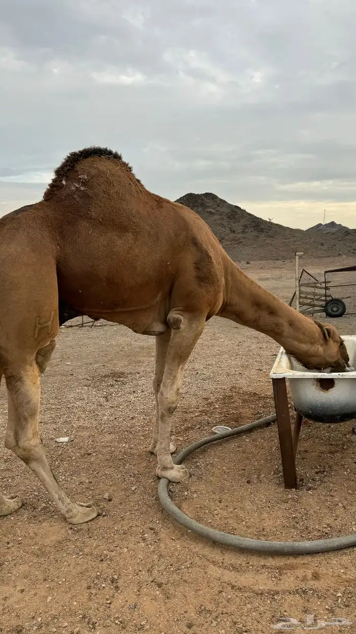 للبيع بعير احمر 7