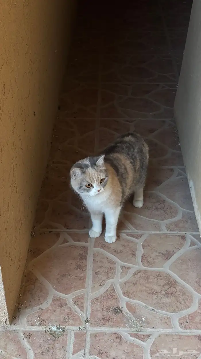 ابي قط ذكر للتزاوج   القطه سكوتش هجين برتش عمرها سنه 1