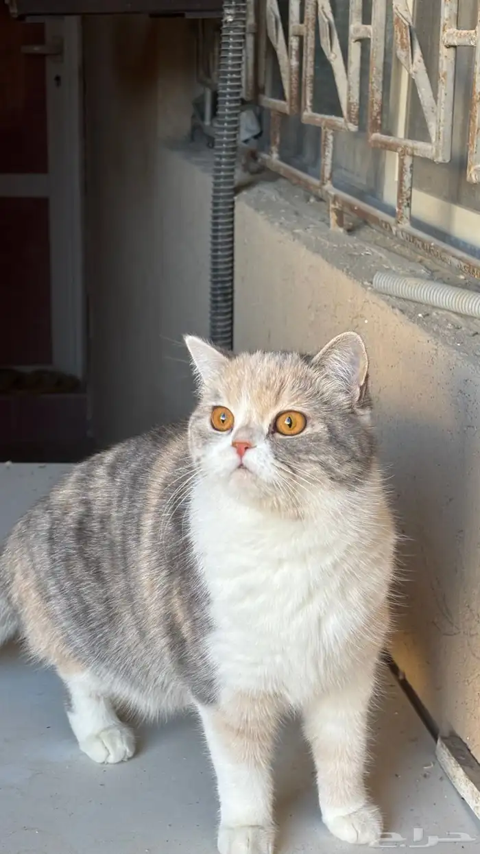 ابي قط ذكر للتزاوج   القطه سكوتش هجين برتش عمرها سنه 0