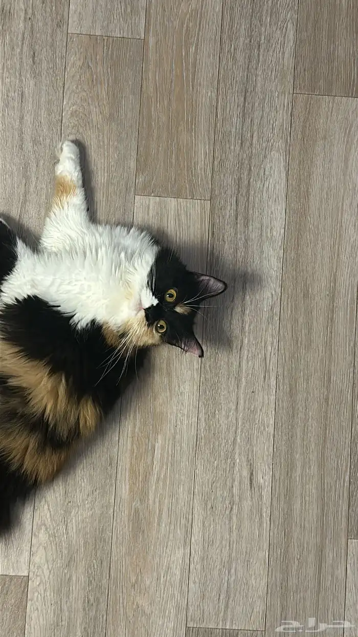 قطه شيرازي 0