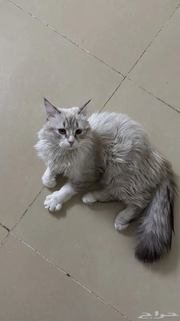 قط للبيع 2