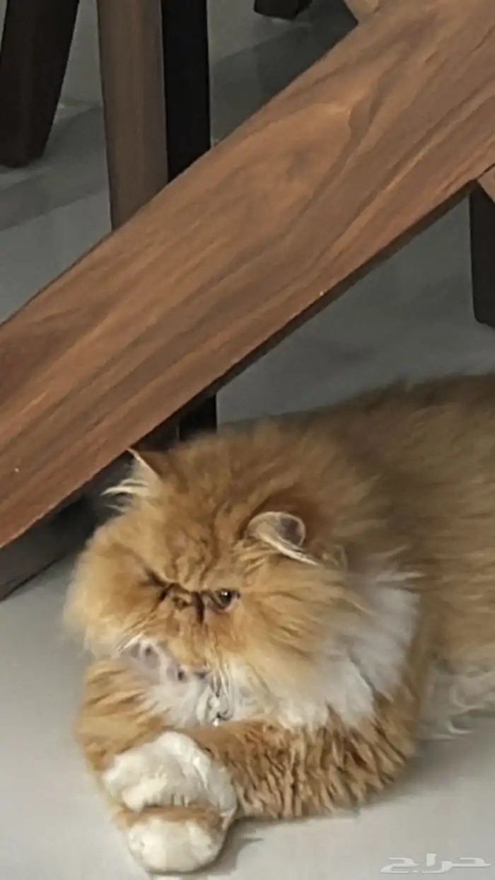 قطة بيكي فيس 3