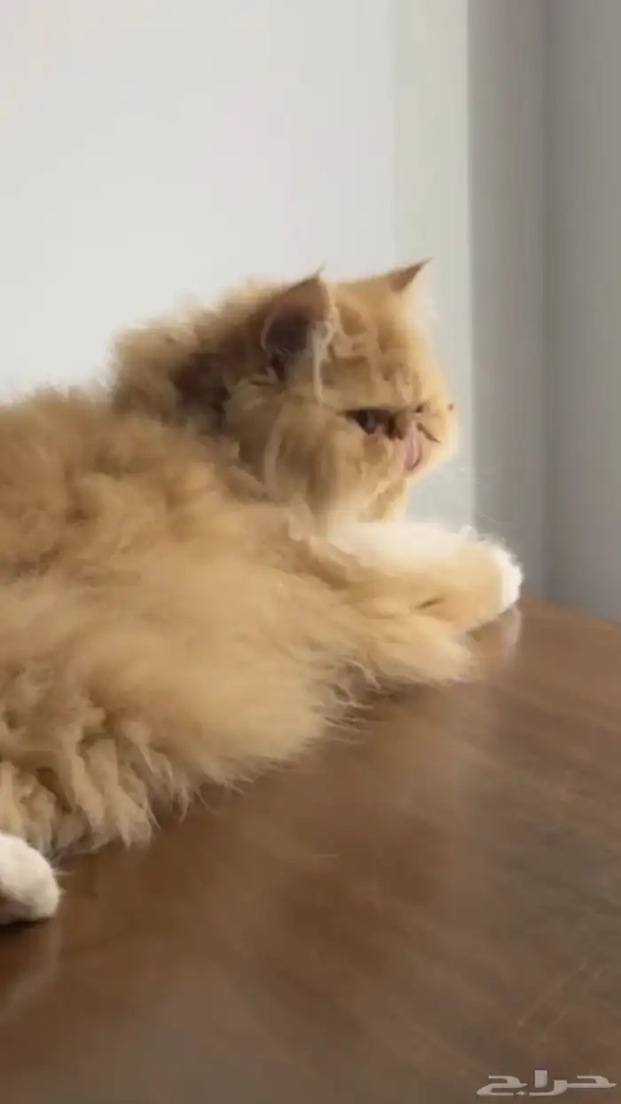 قطة بيكي فيس 2