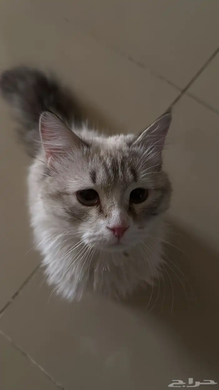 قط للبيع 0