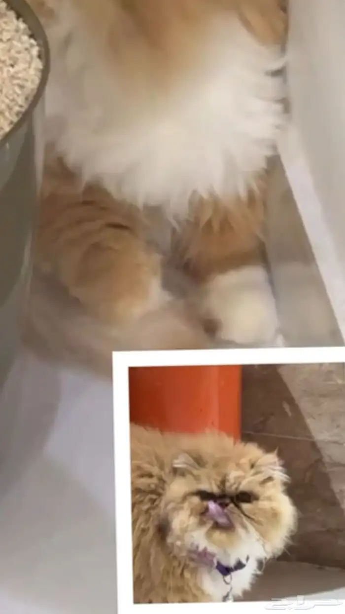 قطة بيكي فيس 0