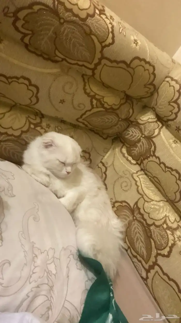 قطة للتبني 12