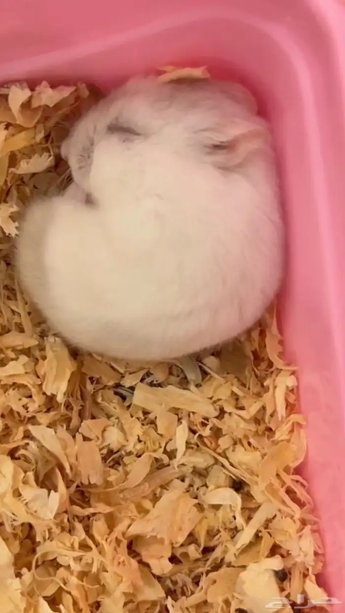 هامستر ونتر وايت 1