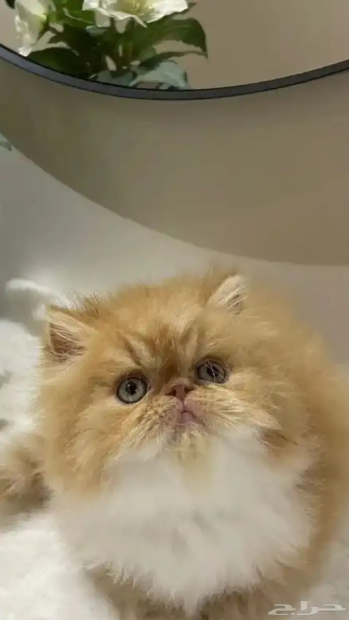 قطة بيكي فيس 1