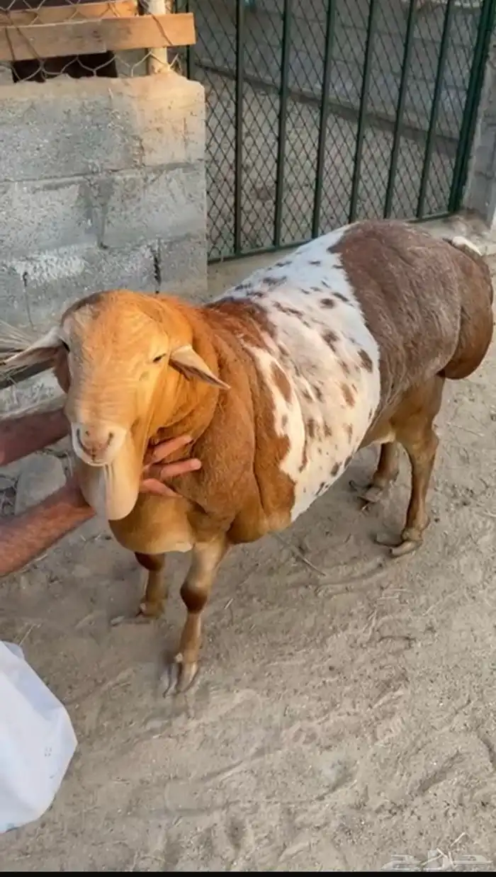 فحل بربري مطور بيرشن احمر 0