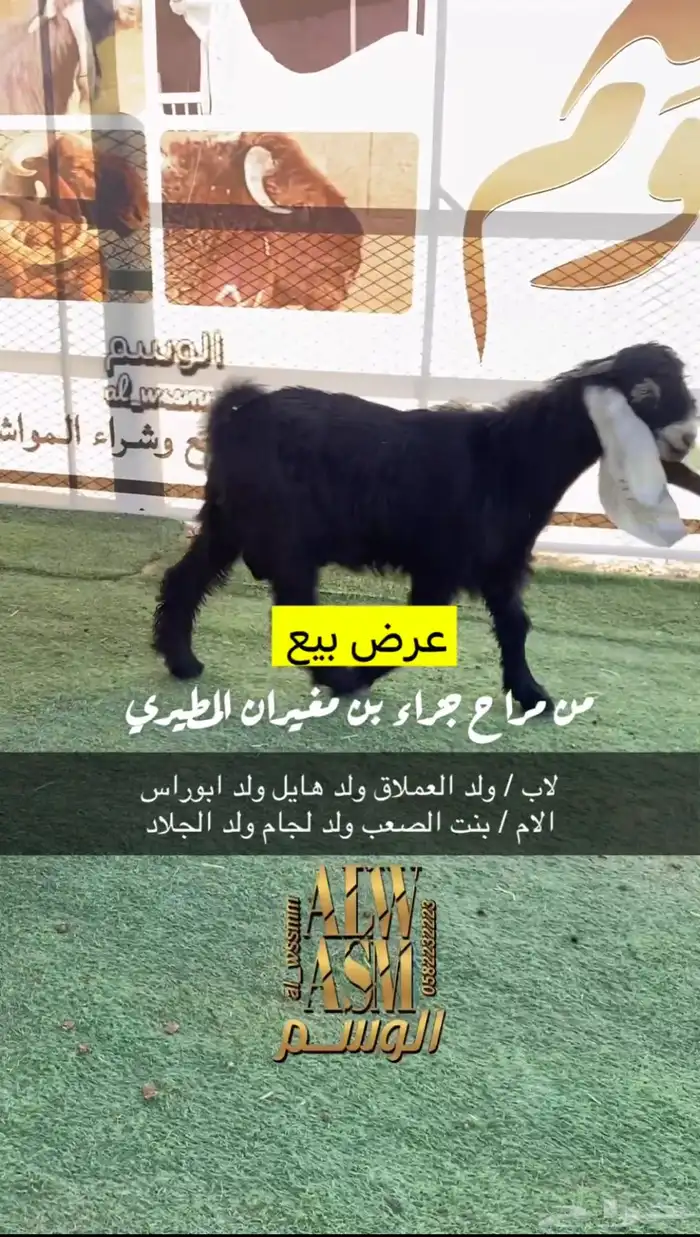 تيوس مشاريع فحول 2