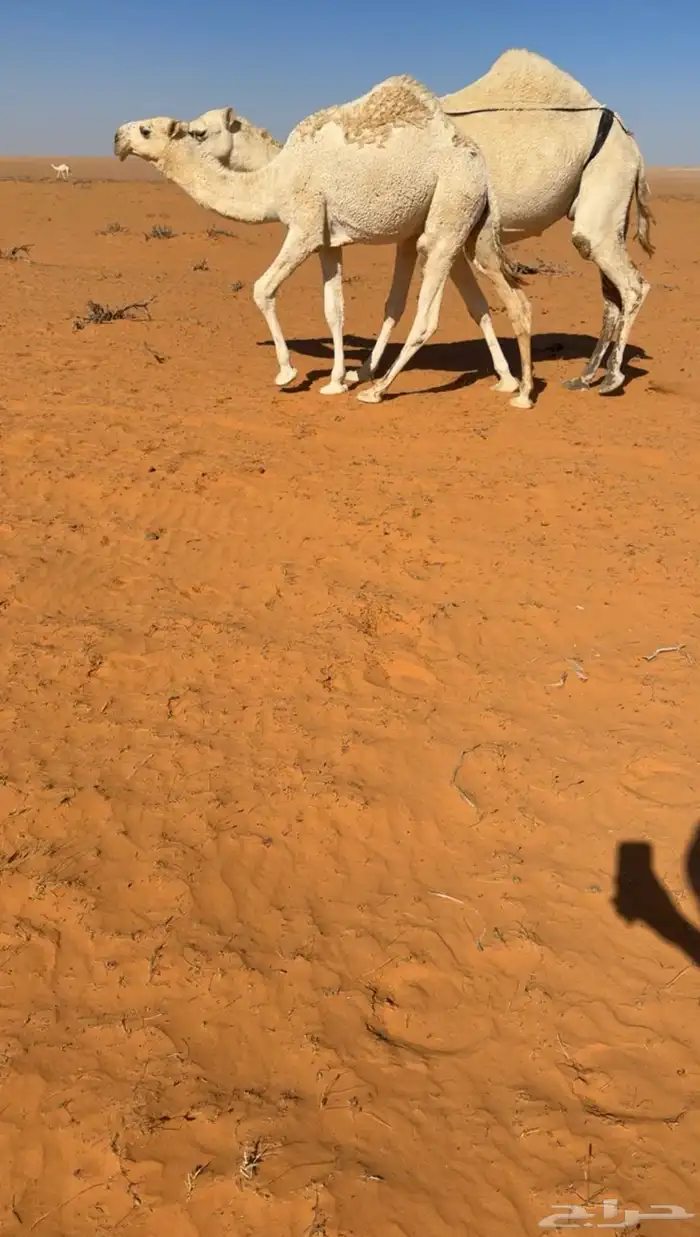 للبيع حوار قعود على ولد الارخم 0