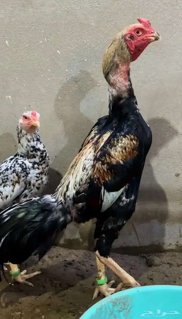 زوج شامو ياباني 1