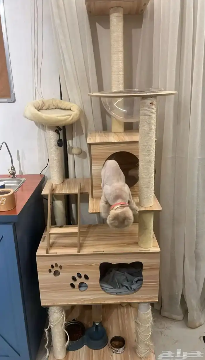 قطو سكوتش للتبني 2