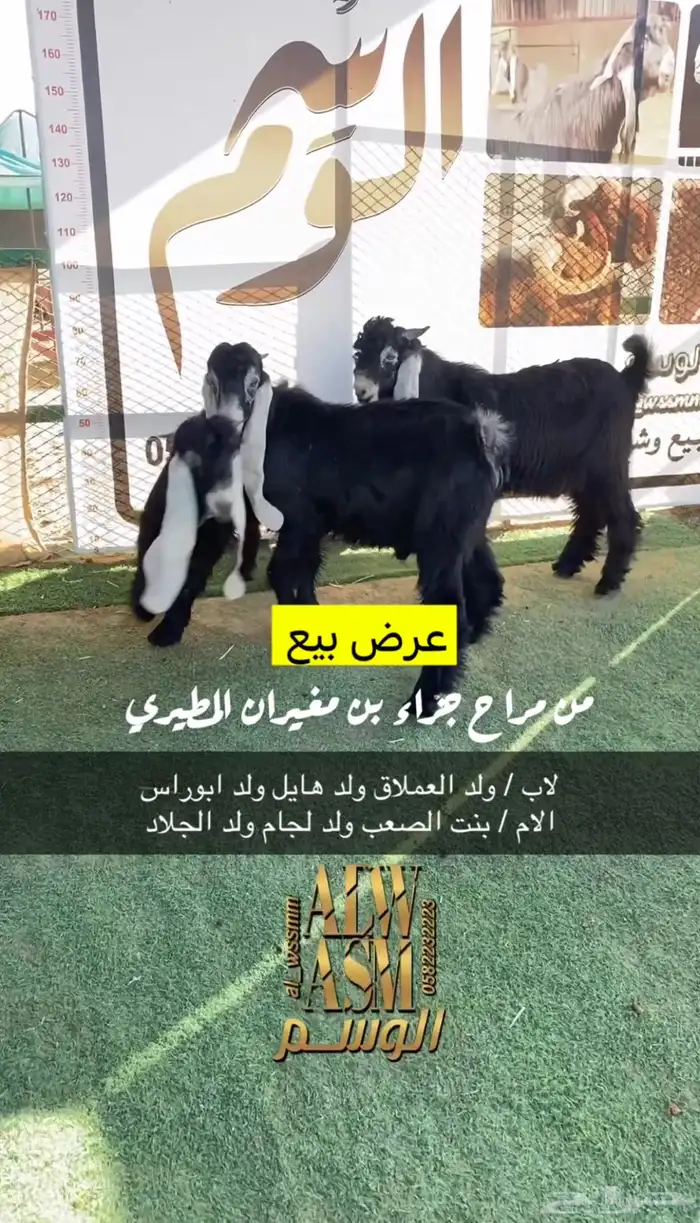 تيوس مشاريع فحول 0