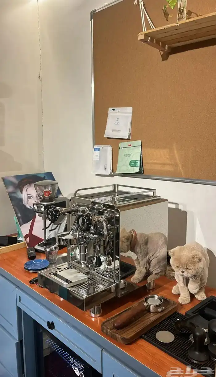 قطو سكوتش للتبني 1