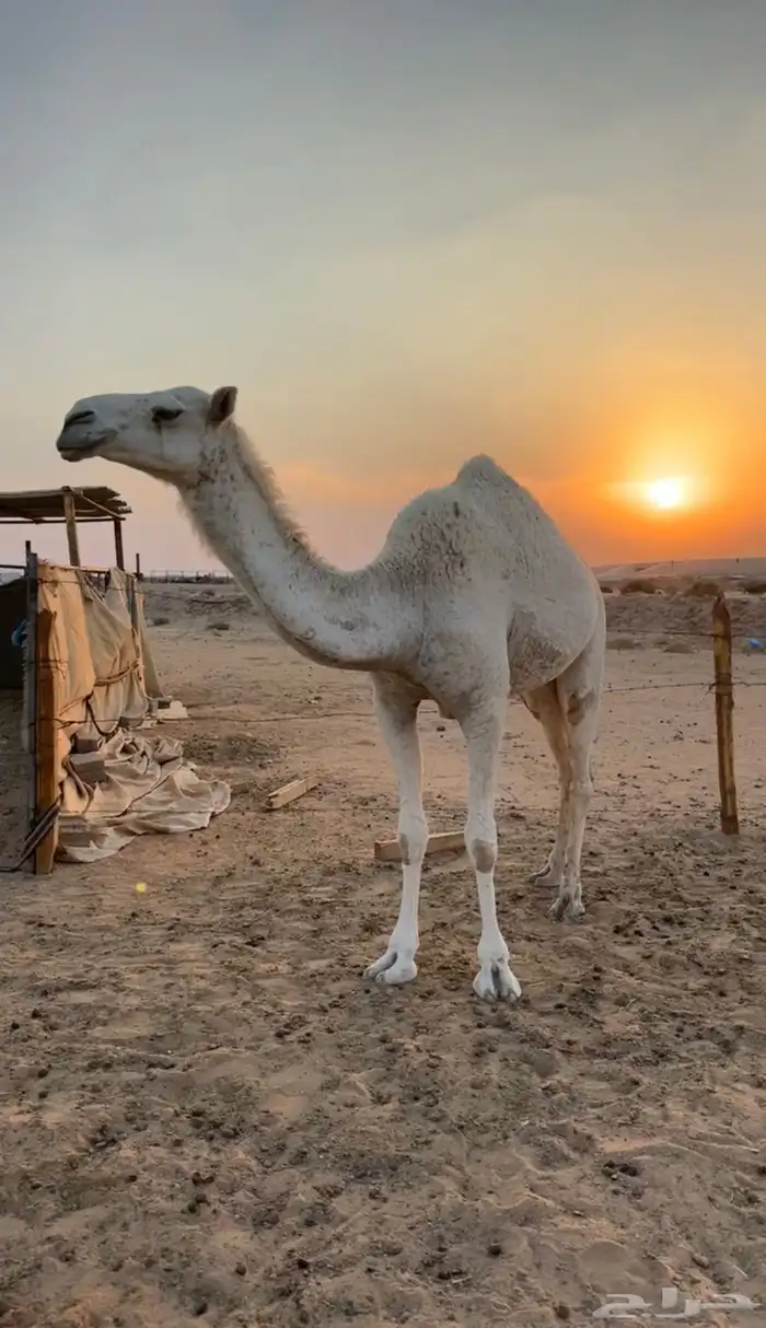 بكار ثنتين وضح 1