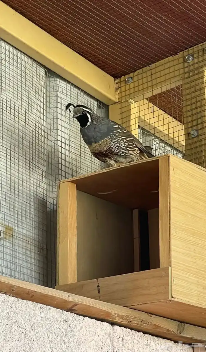 سمان كاليفورنيا 1