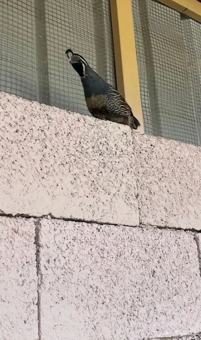 سمان كاليفورنيا 2