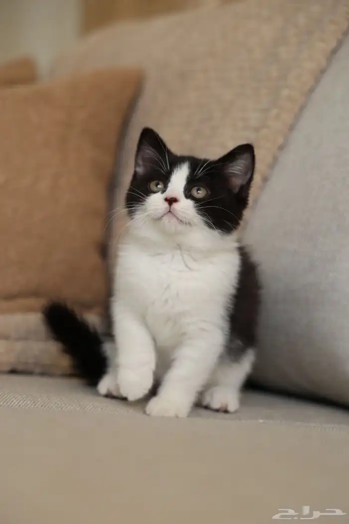 للبيع قطة برتش شورت بيور - باي كولور - يوجد دفع بالتقسيط 0