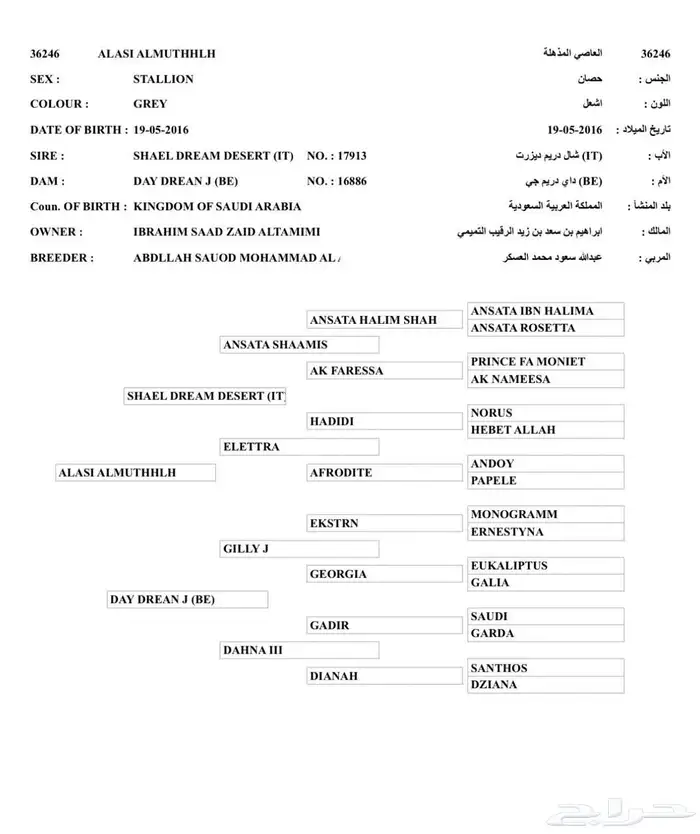 حصان للبيع 1