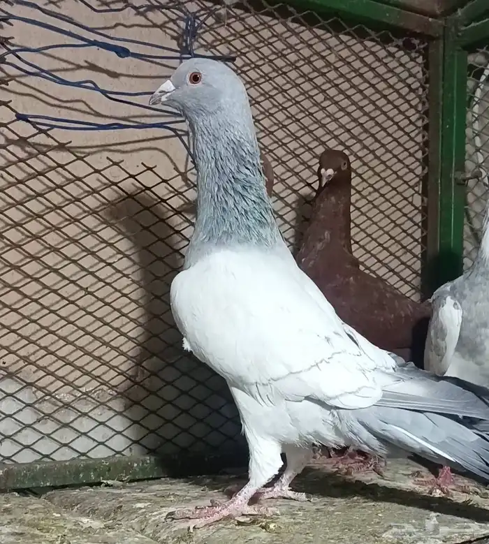 زوج حردون معاه فرخين 2