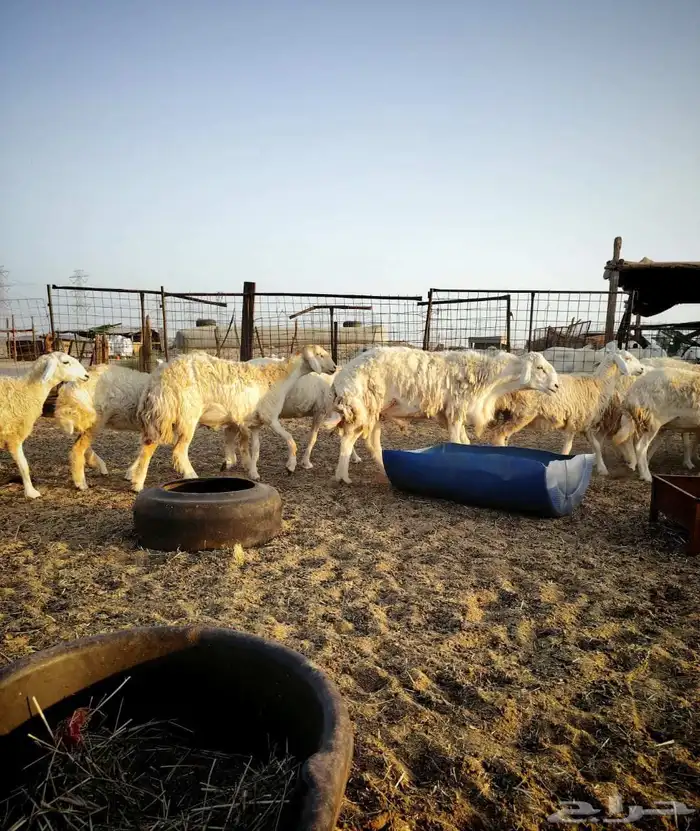 ضان جنب ماشاء الله 3