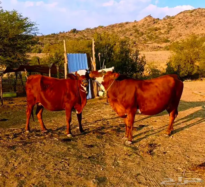 بقر للبيع 3