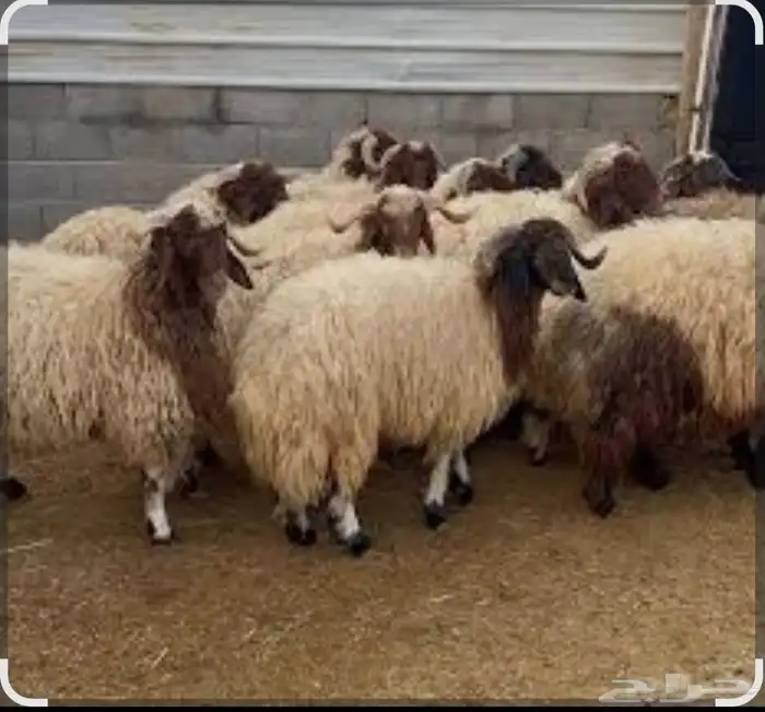 ذبيحتك واصله لبيتك 1