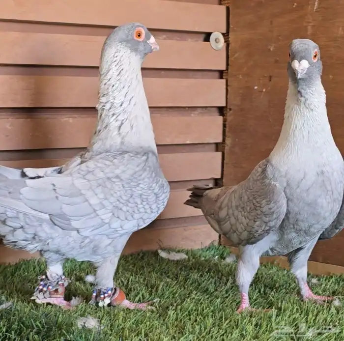 جوز قرقاطي شامي خشن 1