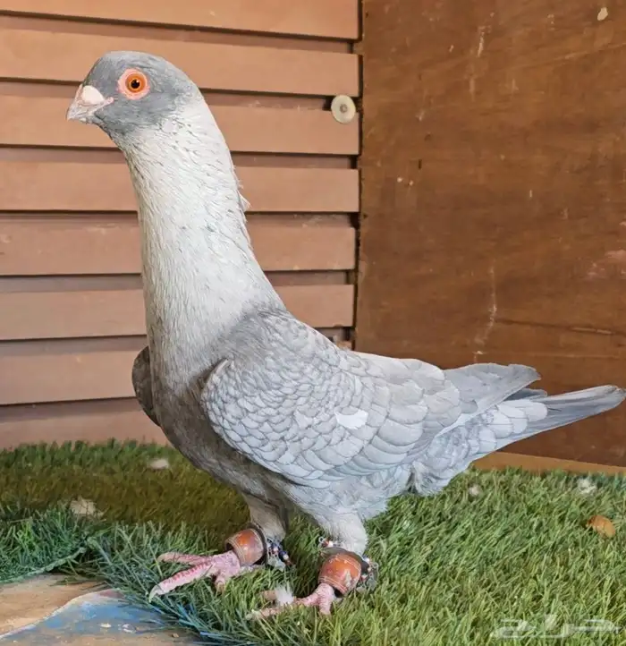 جوز قرقاطي شامي خشن 4