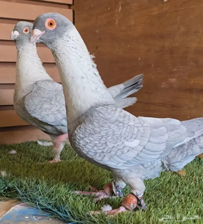 جوز قرقاطي شامي خشن 3