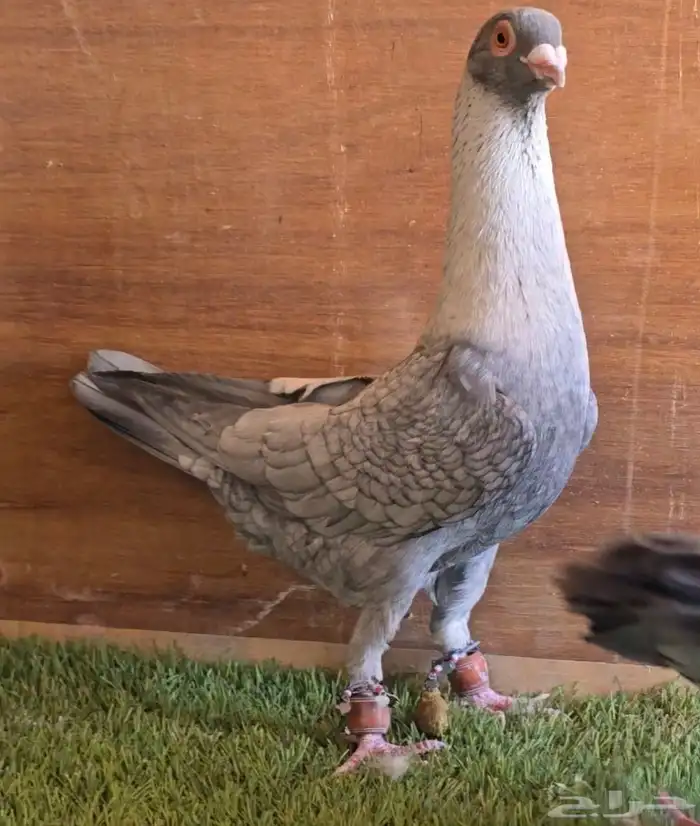 جوز قرقاطي شامي خشن 0