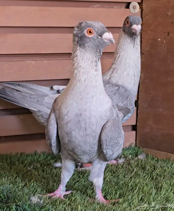 جوز قرقاطي شامي خشن 6